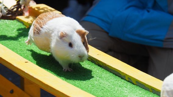 Sayama Chikozan Children's Zoo