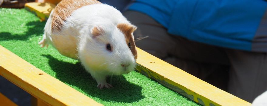 Sayama Chikozan Children's Zoo