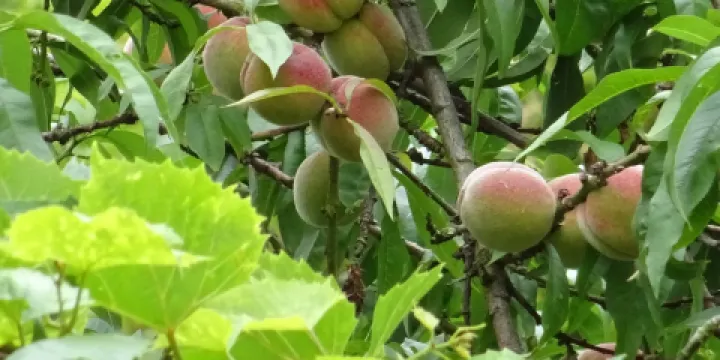 Yildirim Beyazit Moskee Middelburg