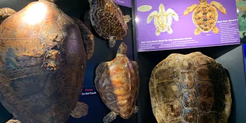 Navarre Beach Sea Turtle Conservation Center