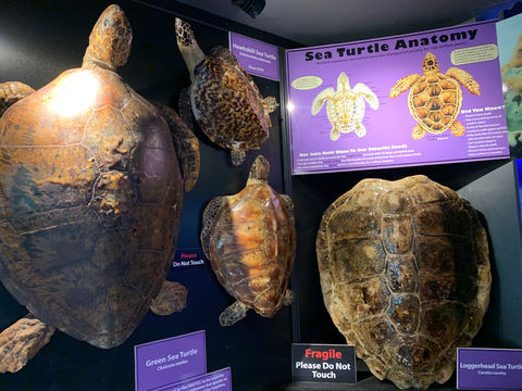 Navarre Beach Sea Turtle Conservation Center