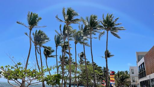 Leaning Coconut Tree