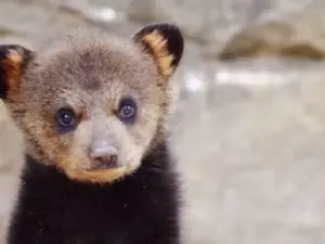 saving wv wildlife