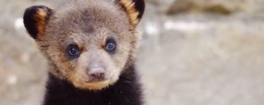 saving wv wildlife