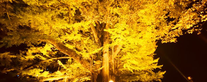 Shimonjō Giant Ginkgo Tree
