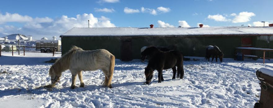 Arctic Horses