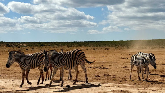 Addo Elephant National Park - South Gate - Mathyolweni Gate