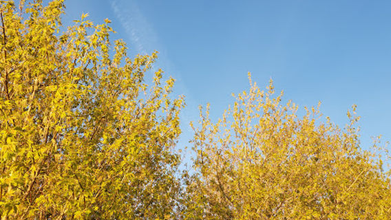 Selkirk Park Campground