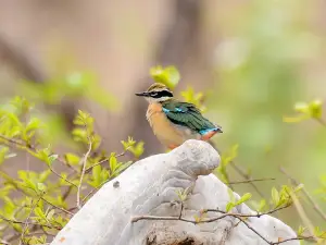 Kheoni wild life Sanctuary