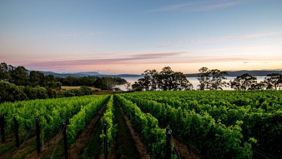 Mewstone Wines