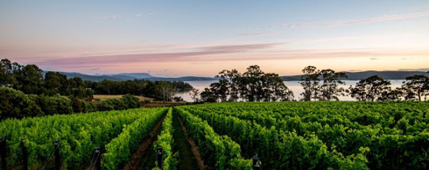 Mewstone Wines
