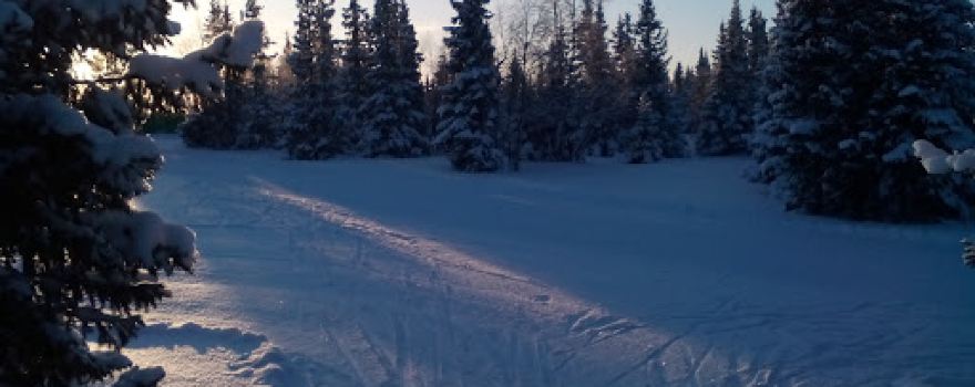 Лыже-роллерная Трасса