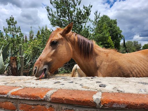 Burrolandia México