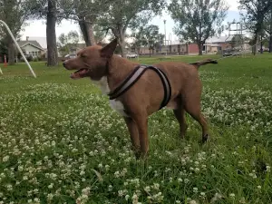 Custer Park