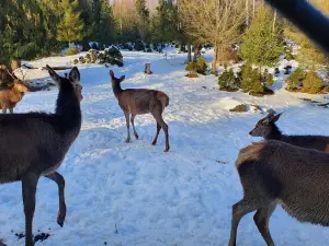Mini Zoo