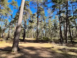 Kronoskogens naturreservat