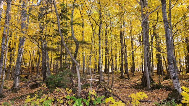 Lake of the Clouds Overlook