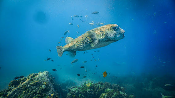 Black Turtle Dive Koh Tao
