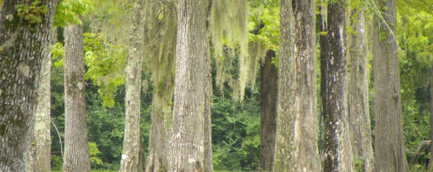 Bogue Falaya Wayside Park