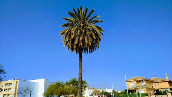 La mandarina