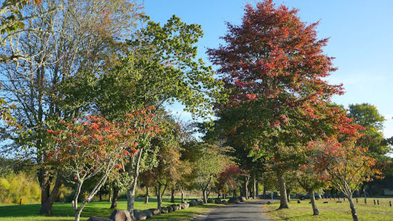 Cherry Grove Domain (Ngahuinga)