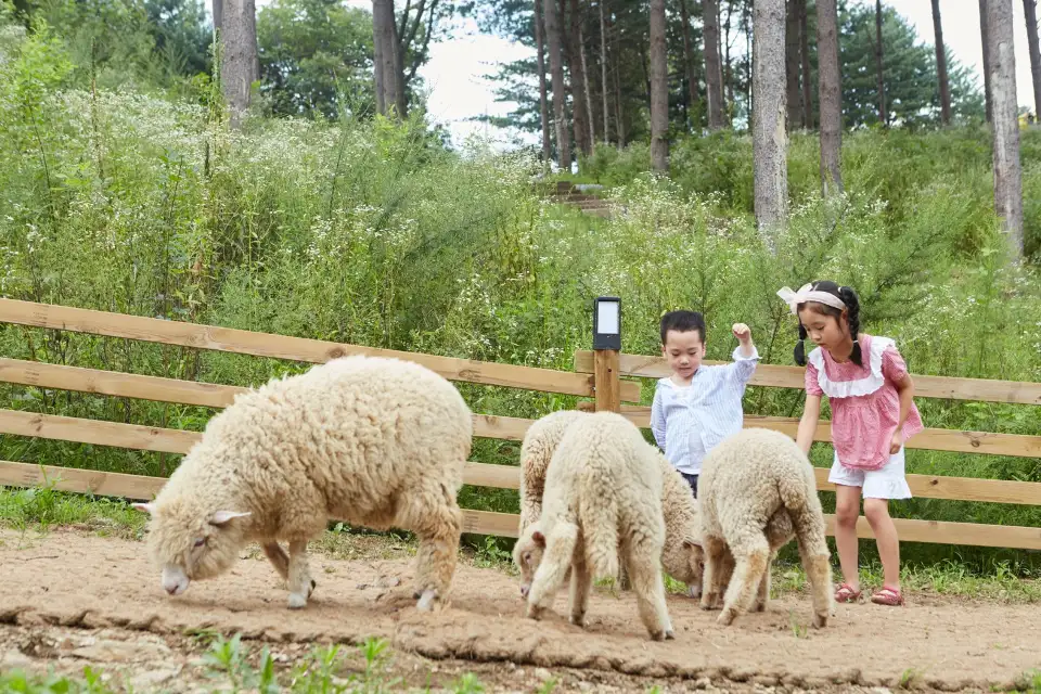 5_Alpaca World
