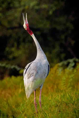 Bangladesh National Zoo