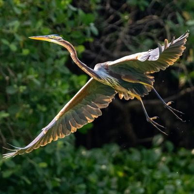 Kalametiya Bird Watching & Ecotourism