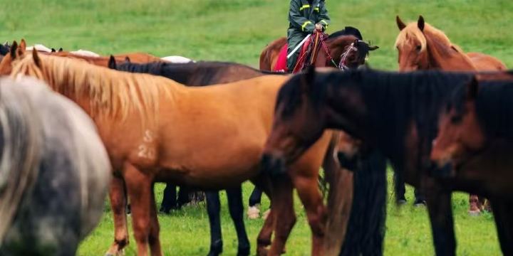 Shandan Army Horse Breeding Farm