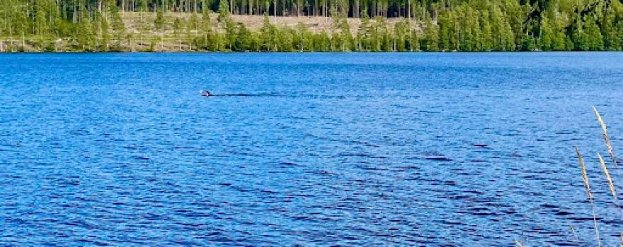 Sörälgens Camping