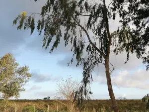 El Ombú