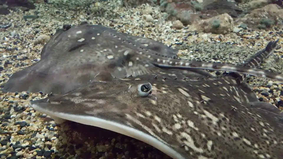 4_Lakes Aquarium