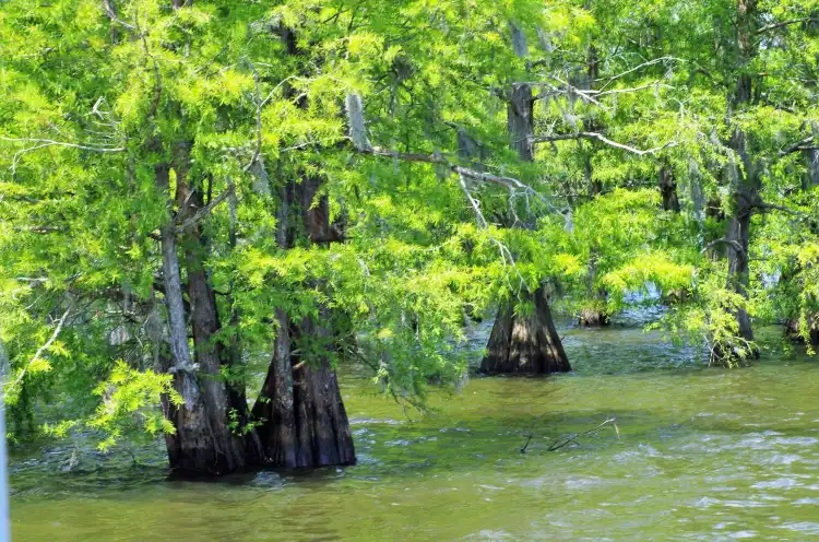 Hotels in Orangeburg County