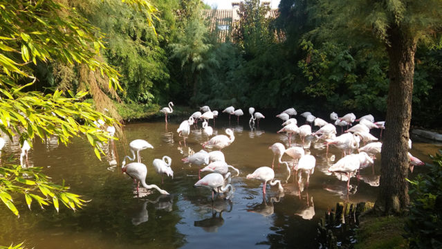 Parco Zoo Punta Verde