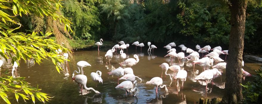 Parco Zoo Punta Verde