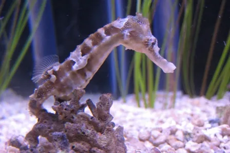5_SEA LIFE at Mall of America