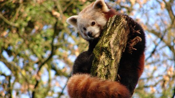 Lille Zoo