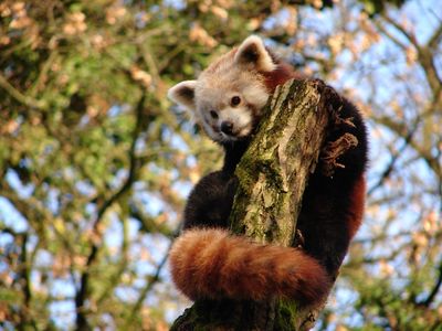 Lille Zoo