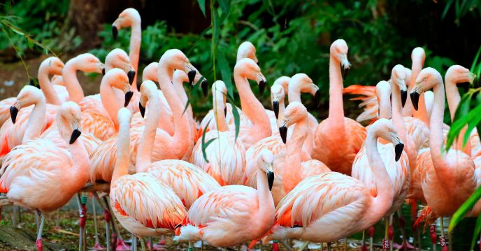 Birdworld