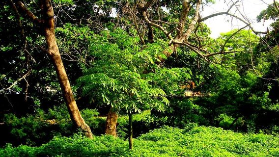 Jardin Botanico de Barranquilla