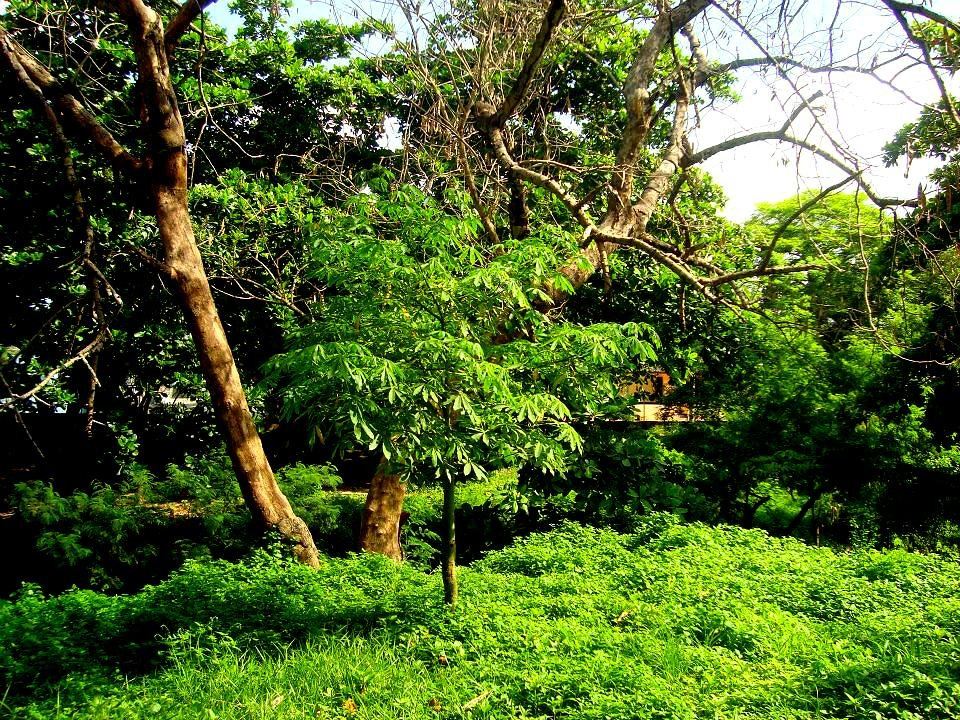 Jardin Botanico de Barranquilla