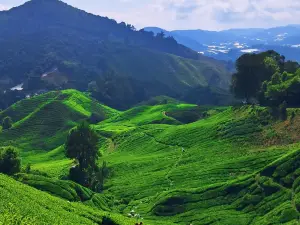 Bharat Tea Plantations Sdn. Bhd.
