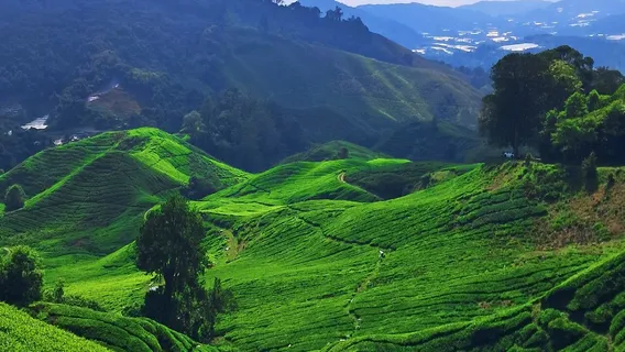 Bharat Tea Plantations Sdn. Bhd.
