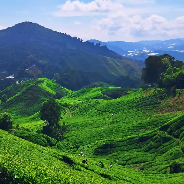 Cameron Highlands