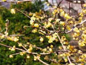 Ogose Plum Grove