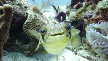 Deefer Diving Carriacou