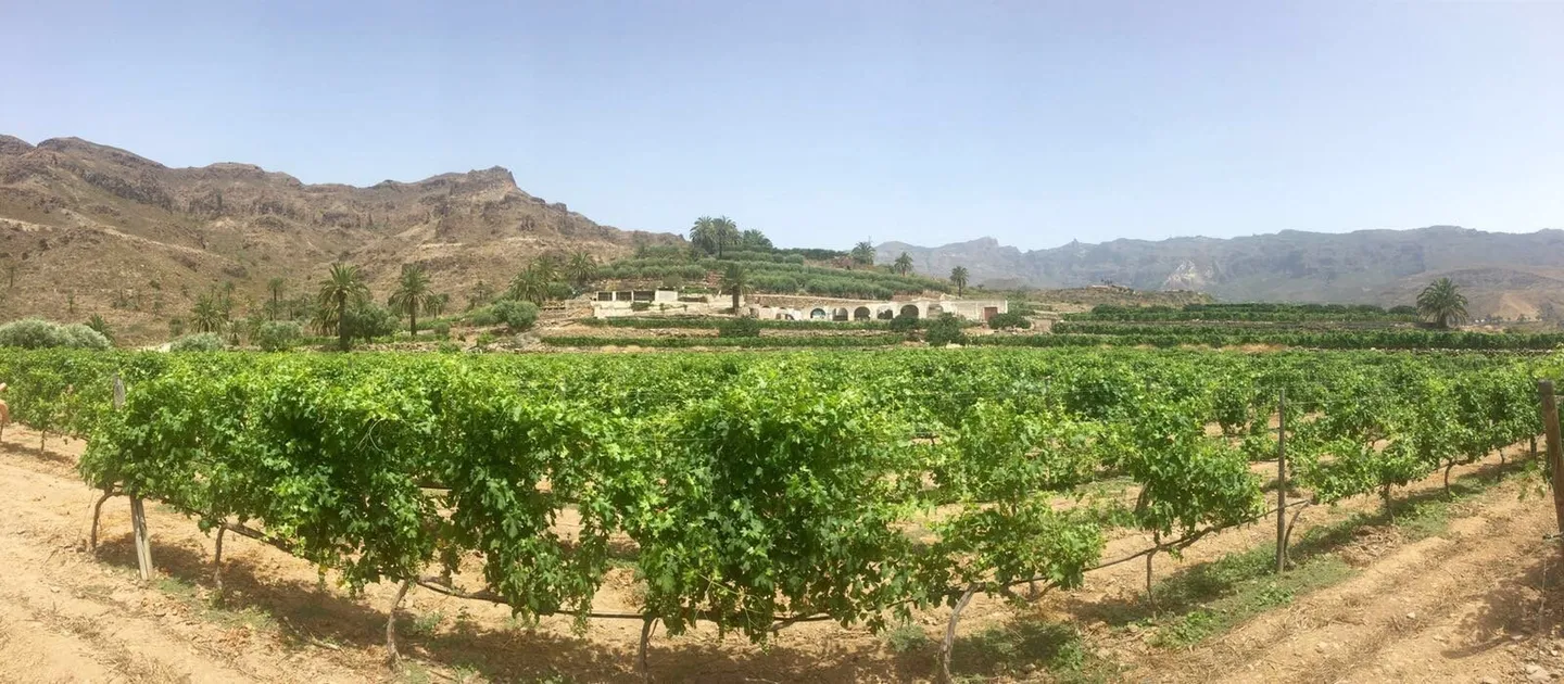 4_Bodegas Las Tirajanas