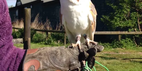 The Barn Owl Centre