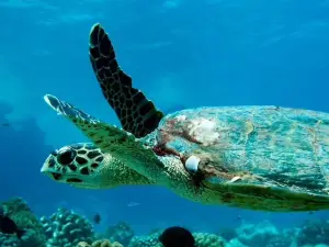 Rangiroa Diving Center