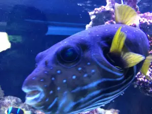 Aquarium Wasserbillig